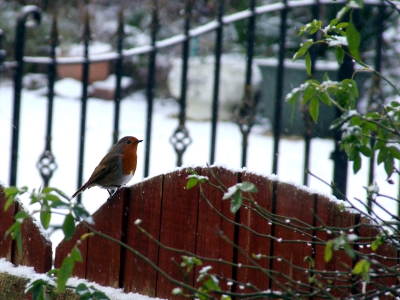 Photo of a robin on a gate with a background of snow an wrought iron gates